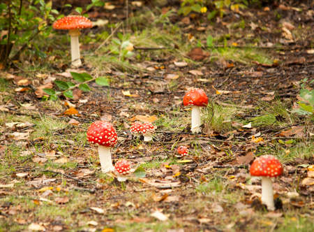 Amanita muscaria, commonly known as the fly agaric or fly amanita, in the morning sunの写真素材
