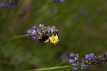 A busy bumblebee gathers nectar from a fresh lavender flower with a natural backgroundの写真素材