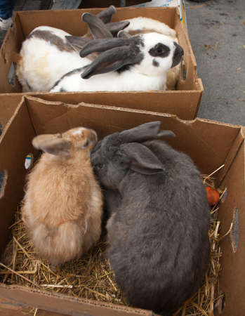 Rabbits on the animal market in Mol (Belgium) waiting in boxes to be sold to a new family.の写真素材