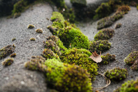 Wet and green moss on the roof of a vacation cottage in belgiumの写真素材