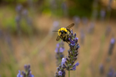 A busy bumblebee gathers nectar from a fresh lavender flower with a natural backgroundの写真素材