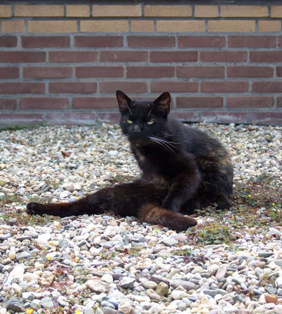 cat sitting on its back and chilling aroundの写真素材