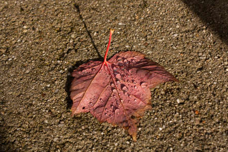 leaf with rain drops on it in the sunlightの写真素材