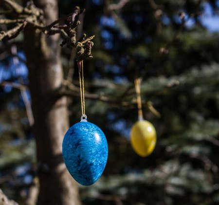 two colored Easter Eggs hanging at a treeの写真素材