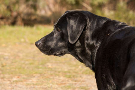 A black labrador retriever posing, from the sideの写真素材