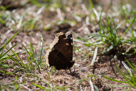 A beautiful butterfly sitting in grass on the ground in the sun