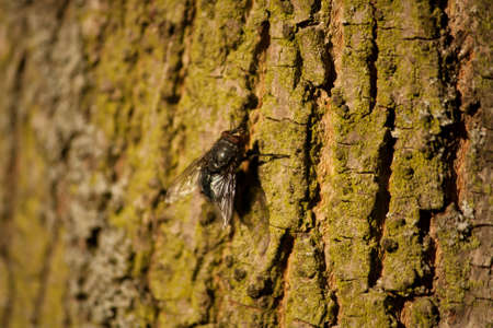 Housefly (musca domestica) sitting on a treeの写真素材