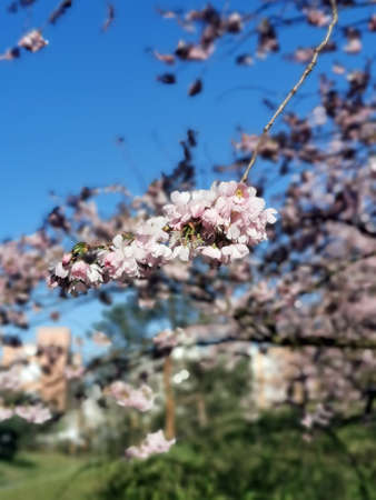 Cherry blossom hanging in the sunの写真素材