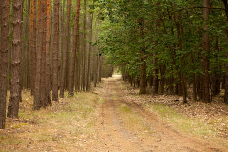 road in a forest of pine trees with sunlightの写真素材