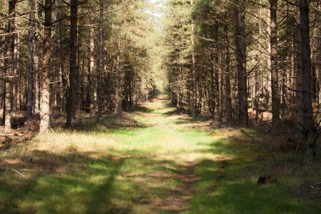 road in a forest of pine trees with sunlightの写真素材
