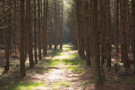 road in a forest of pine trees with sunlight
