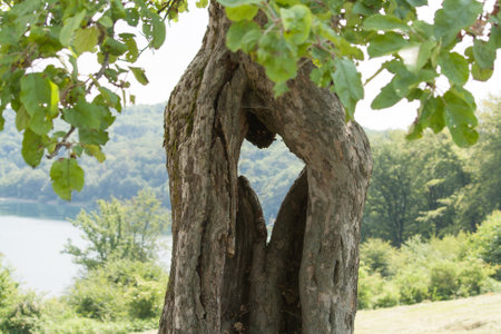 A hole in the shape of a heart in a treeの写真素材