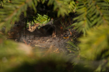 Spider nest in the sun