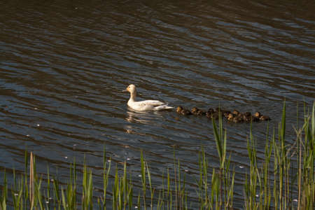 Mama duck swimming around with her ducklings