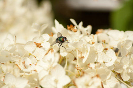 Fly sitting on white flowers in the sunの写真素材
