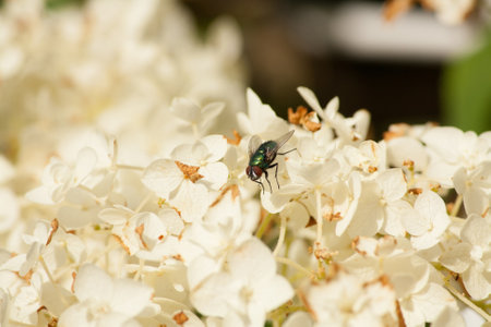 Fly sitting on white flowers in the sunの写真素材