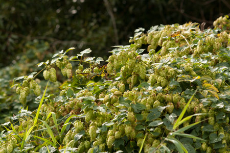Hop (Cannabaceae Rosales Humulus) growing in the wild, waiting to become some beer