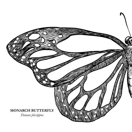 Butterfly design over white background, illustrationのイラスト素材