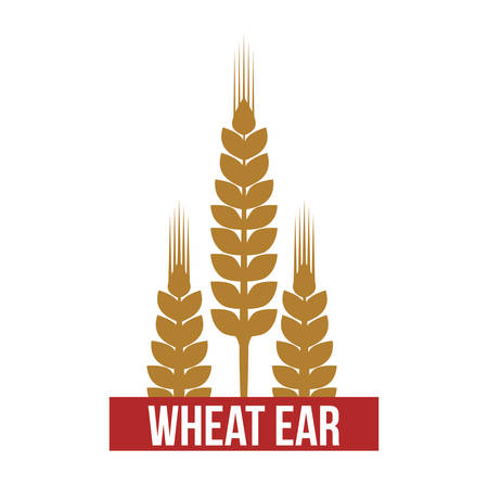wheat ear design, vector illustration eps10 graphicのイラスト素材