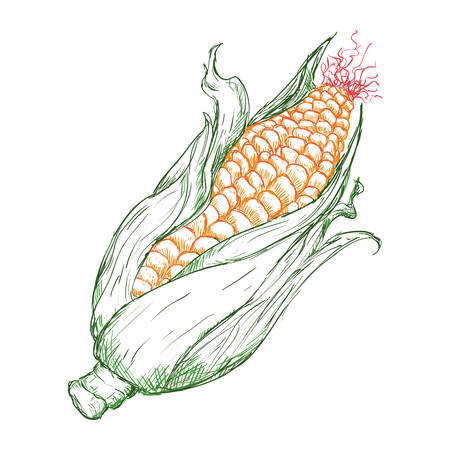 Food design over white background, vector illustration.のイラスト素材