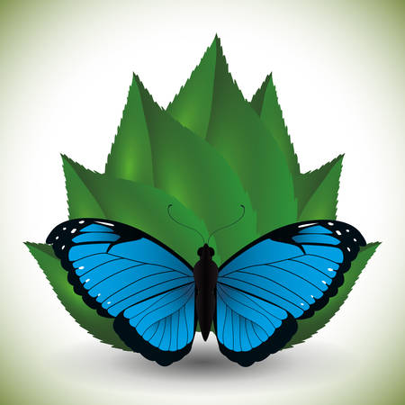 Butterfly insect and natural icons design, vector illustration のイラスト素材