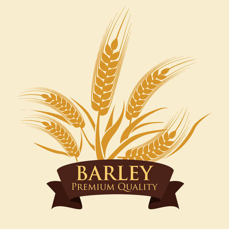 Barley  concept and wheat design, vector illustration のイラスト素材