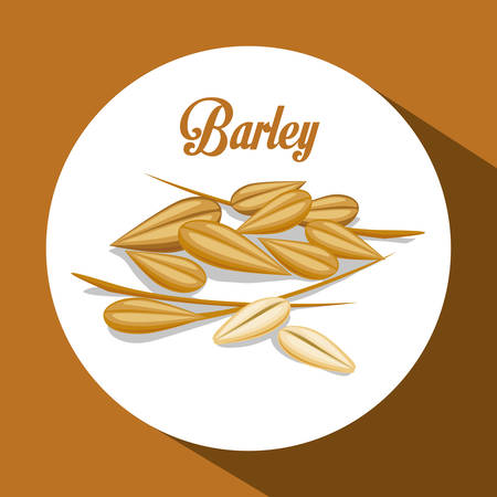 Barley concept with grains design, vector illustration のイラスト素材