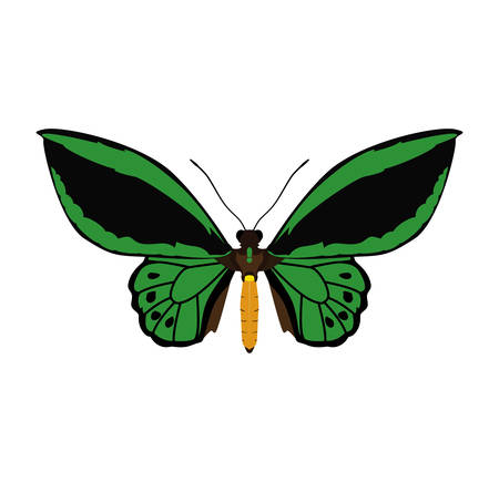 Insect concept represented by green Butterfly icon. Isolated and flat illustrationのイラスト素材