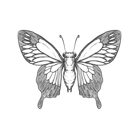 Insect concept represented by Butterfly icon. Isolated and flat illustration. Draw design.のイラスト素材