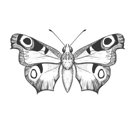 Insect concept represented by Butterfly icon. Isolated and flat illustrationのイラスト素材