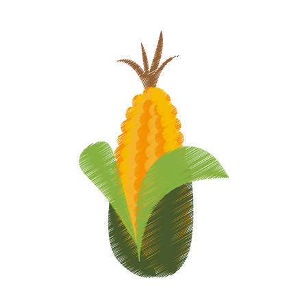 corn vegetable icon over white background. colorful and sketch design. vector illustrationのイラスト素材