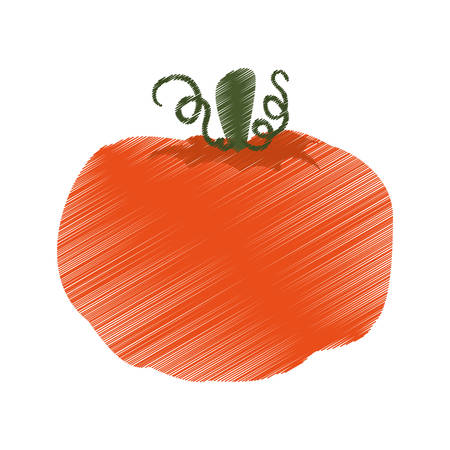 pumpkin vegetable icon over white background. colorful and sketch design. vector illustrationのイラスト素材