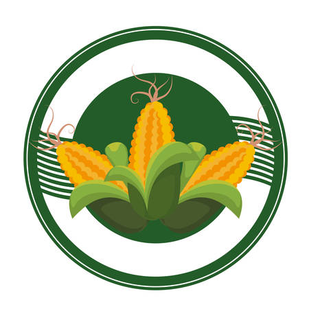 seal stamp with corn vegetable icon over white background. colorful design. vector illustrationのイラスト素材