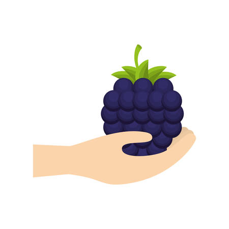 hand holding blackberry fruit vector illustrationのイラスト素材