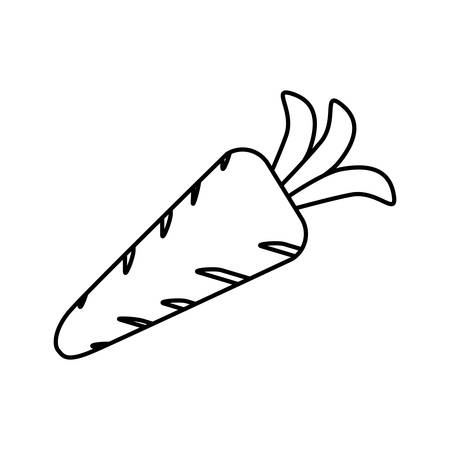 Carrot Fresh vegetable icon vector illustration graphic designのイラスト素材