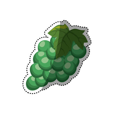 Delicious grapes fruit vector illustration graphic designのイラスト素材