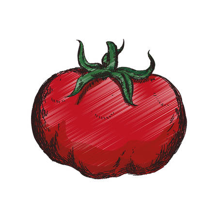 Tomato Vegetable hand draw icon vector illustration graphic designのイラスト素材
