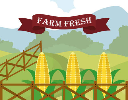 farm fresh corn food diet vector illustration eps 10のイラスト素材