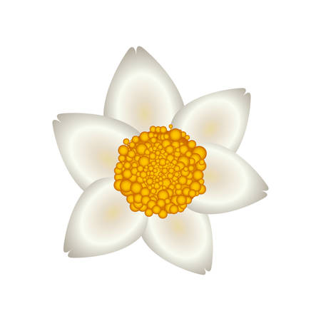 Beautiful flower ornament icon vector illustration graphic designのイラスト素材