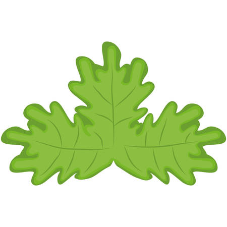 lettuce vegetable icon over white background. vector illustrationのイラスト素材