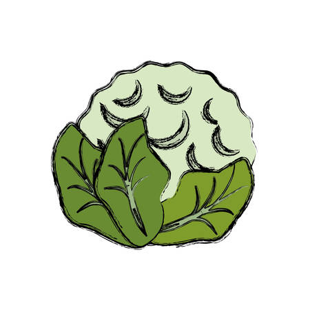cauliflower vegetable natural vector icon illustration graphic designのイラスト素材