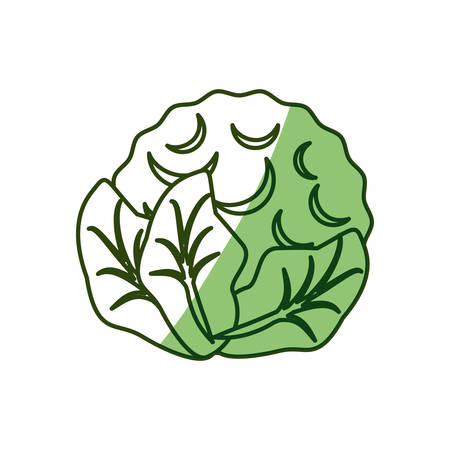 Cauliflower delicious vegetable icon vector illustration graphic designのイラスト素材