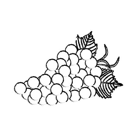 bunch of grapes icon over white background vector illustrationのイラスト素材
