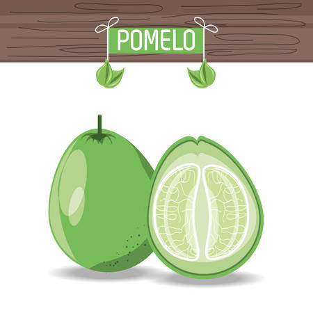 pomelo fruit icon over white background colorful design vector illustrationのイラスト素材