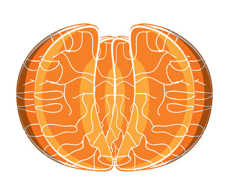 tangerine segments icon over white background, colorful design. vector illustrationのイラスト素材
