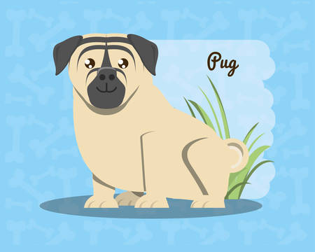 A pug dog icon over blue background, colorful design vector illustrationのイラスト素材