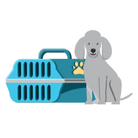 cute poodle dog and transport box over white background, vector illustrationのイラスト素材