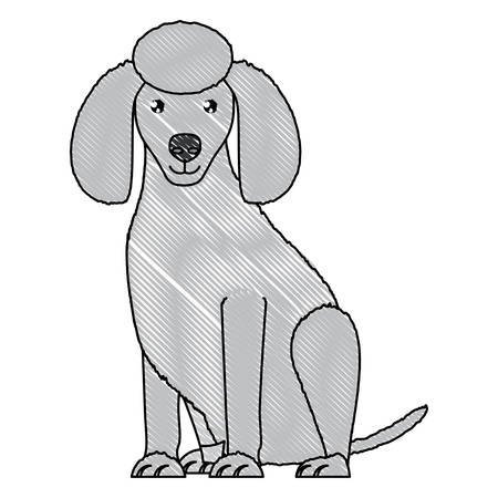 cute poodle dog icon over white background, vector illustrationのイラスト素材
