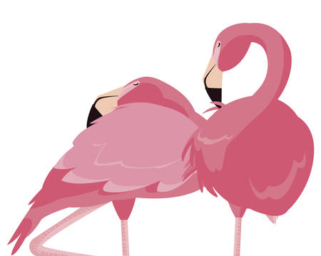 elegant flamingo birds couple vector illustration designのイラスト素材