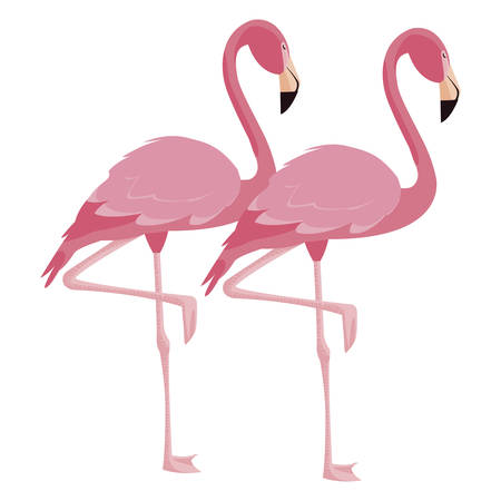 elegant flamingo birds couple vector illustration designのイラスト素材